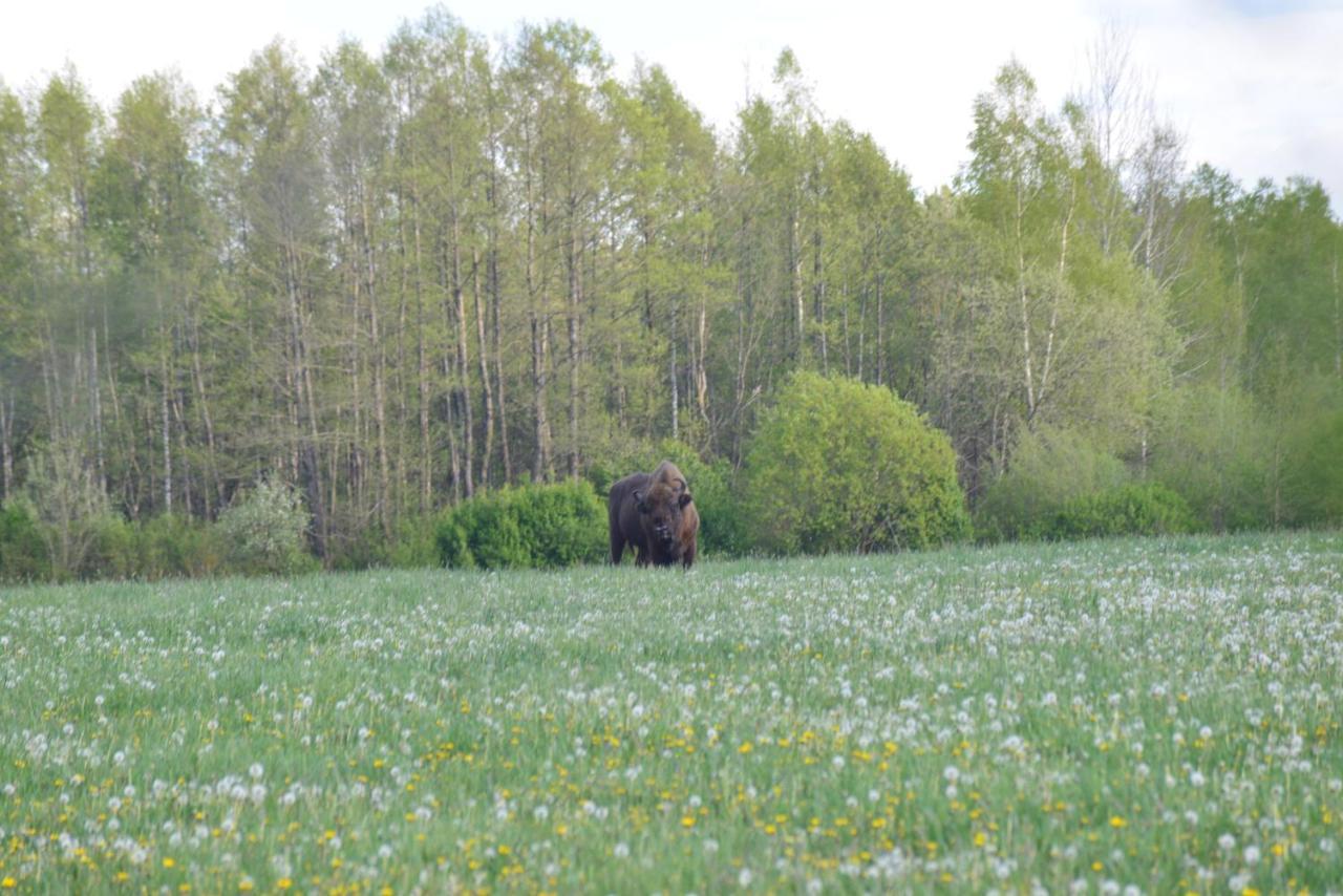 Ciche Podlasie Семянувка Экстерьер фото